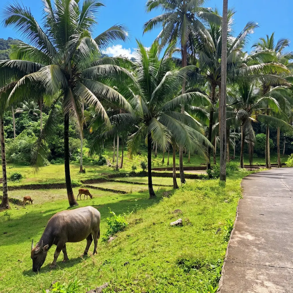 Lush provincial roads leading to Solong Eco Park with grazing carabaos and tall coconut palms