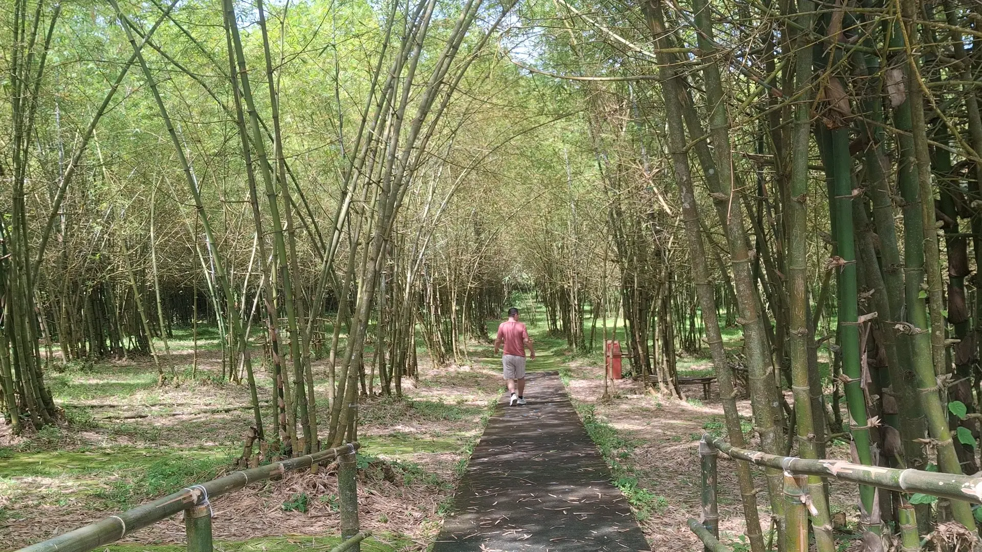 A quiet, shaded walking path winding through towering bamboo groves in Ligao City