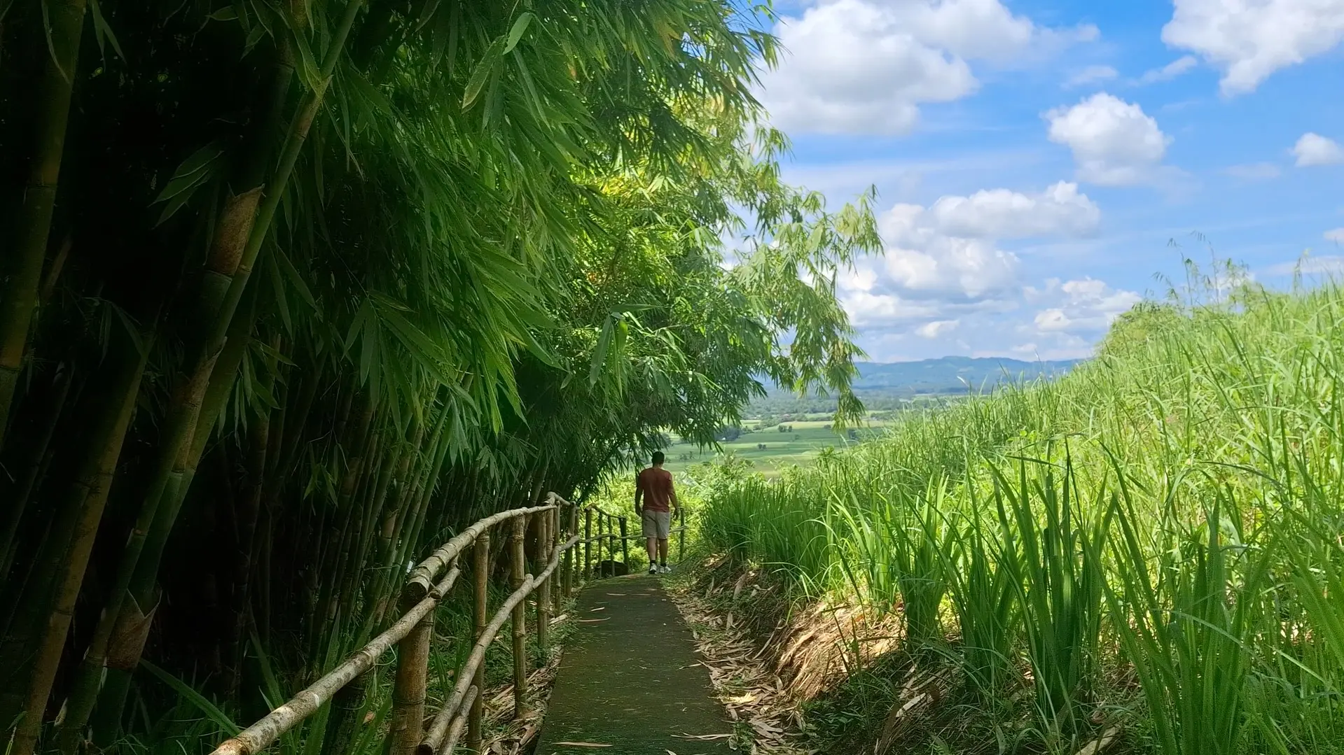 A traveler walking down a sunlit concrete path lined with a rustic bamboo fence, tall bamboo stalks, and wild green grass.