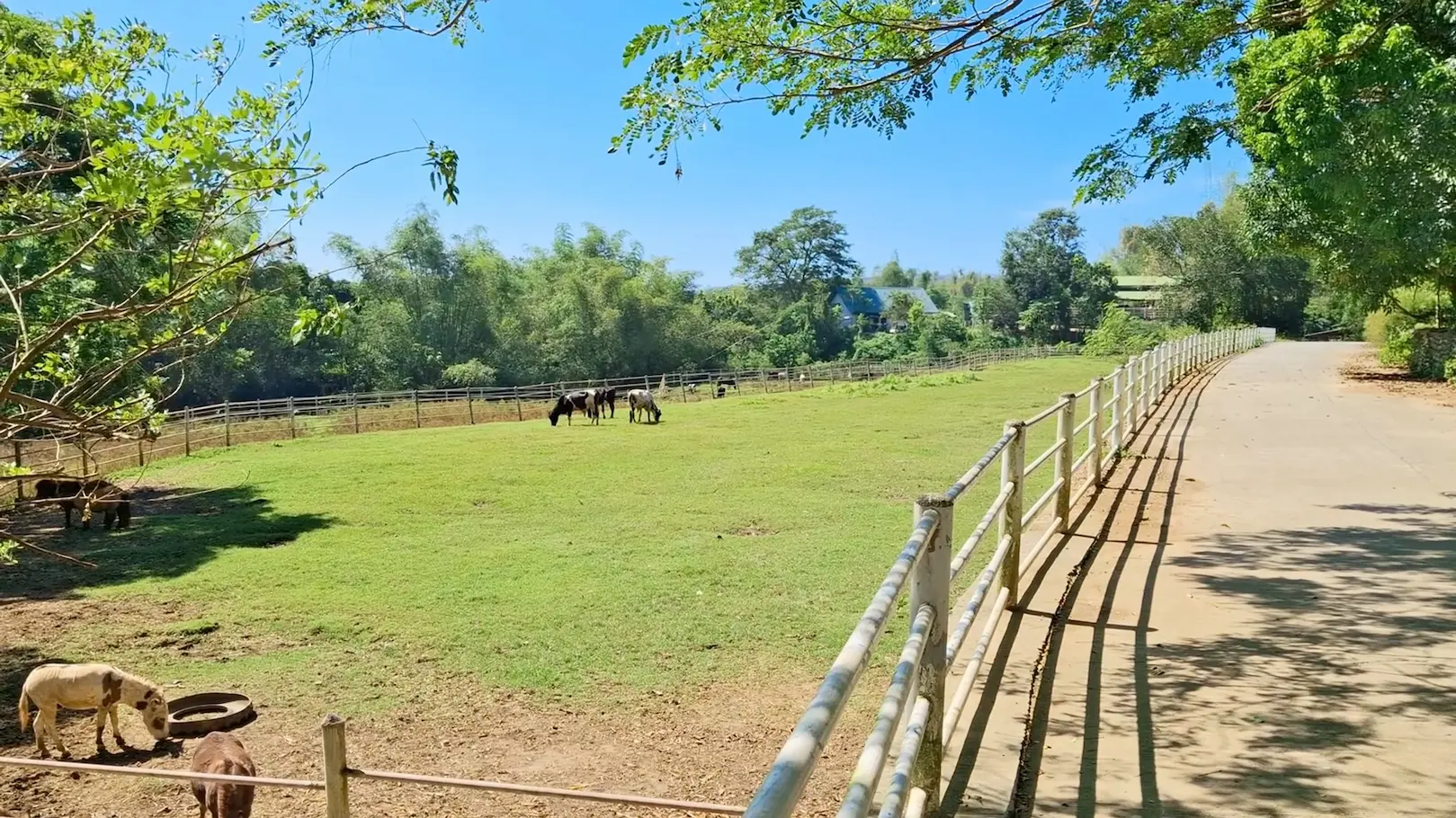 Horses and cows grazing peacefully in the green fields of Candon City Eco Park