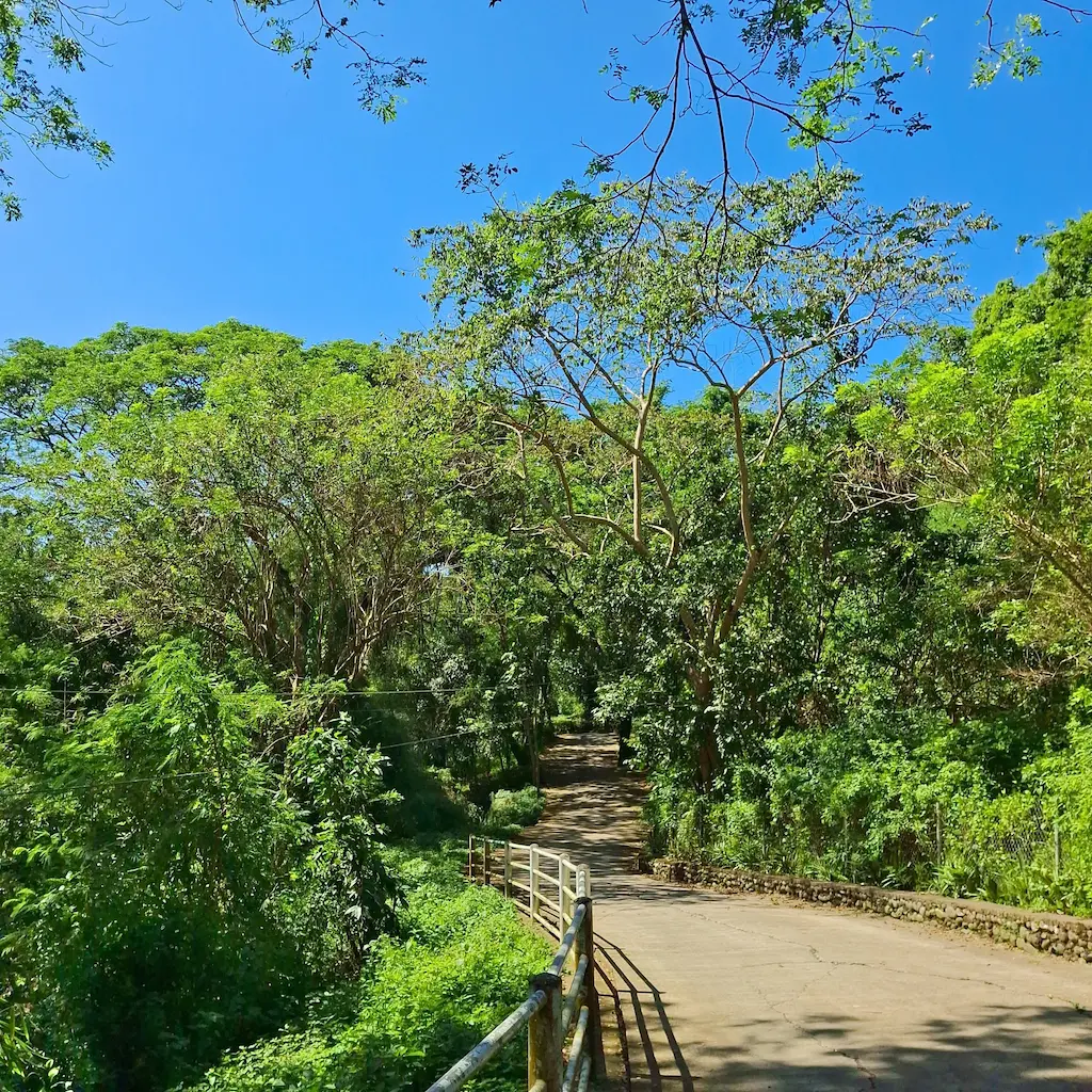 The relaxing, tree-lined trails and natural forest setting of Candon City Eco Park in Palacapac