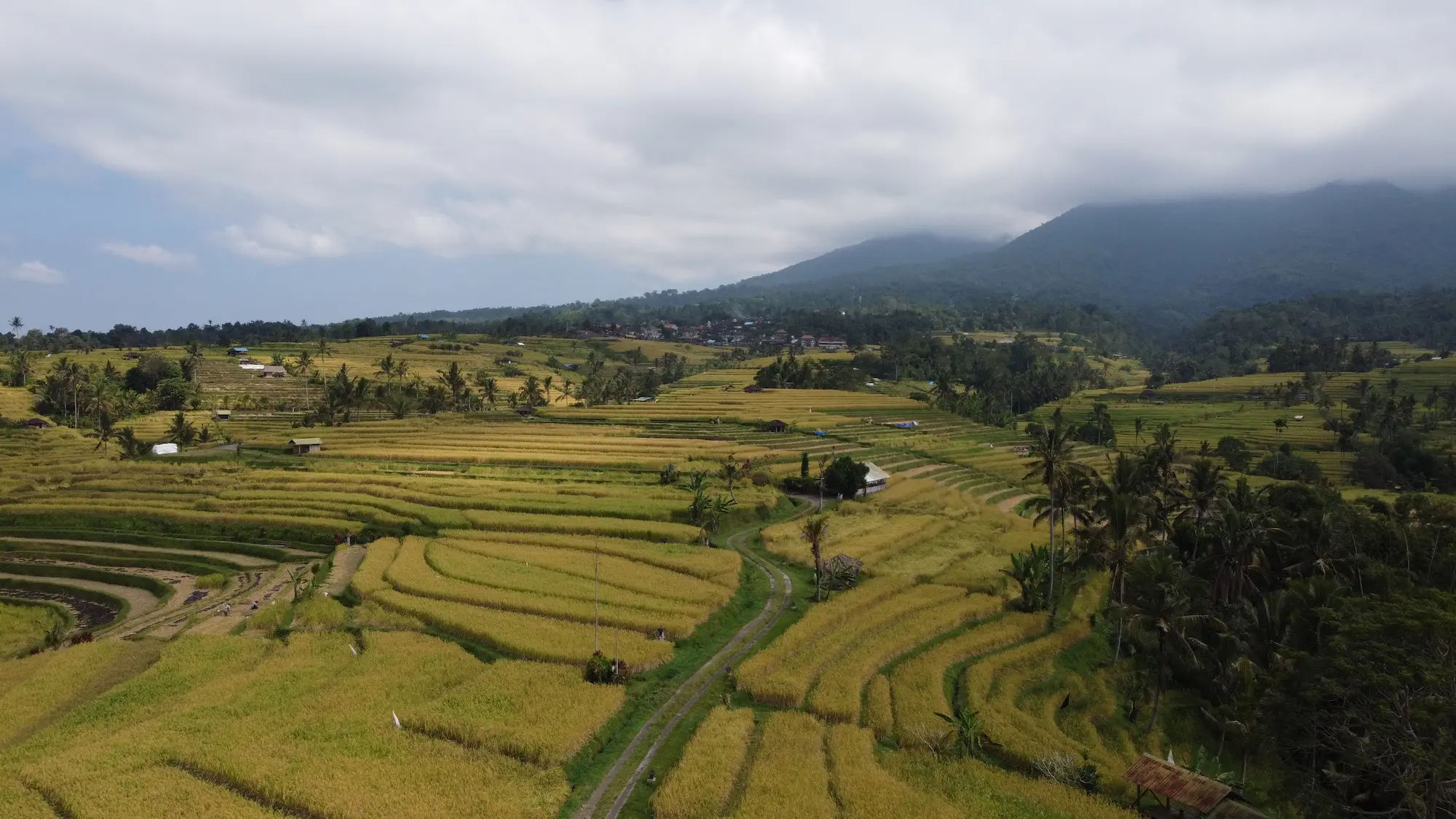 Aerial view of Jatiluwih Rice Terraces