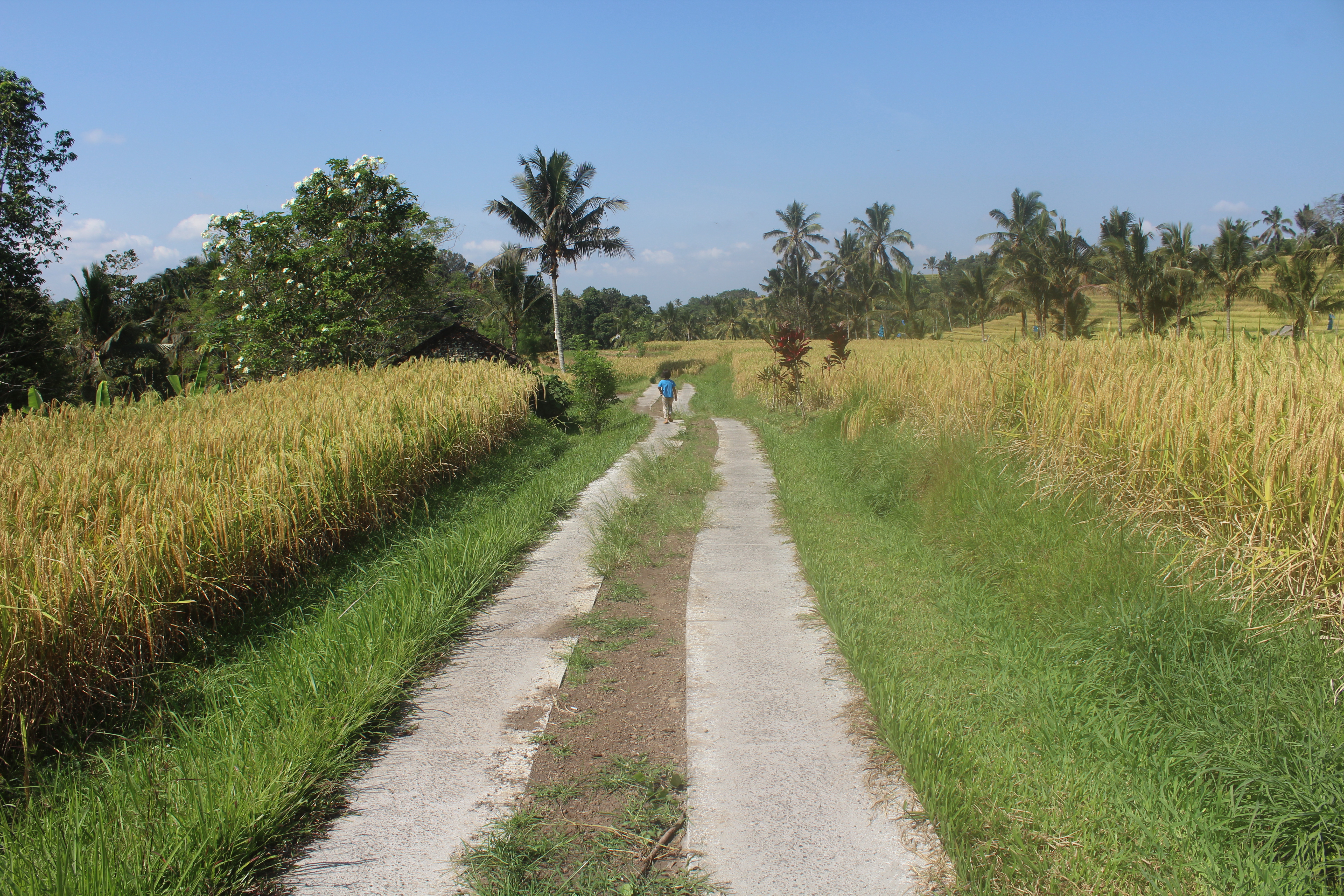 This image captures a tranquil rural scene at the Jatiluwih Rice Terraces. A narrow concrete path stretches into the distance, flanked by golden rice fields on both sides. The ripened rice is swaying gently, almost ready for harvest.