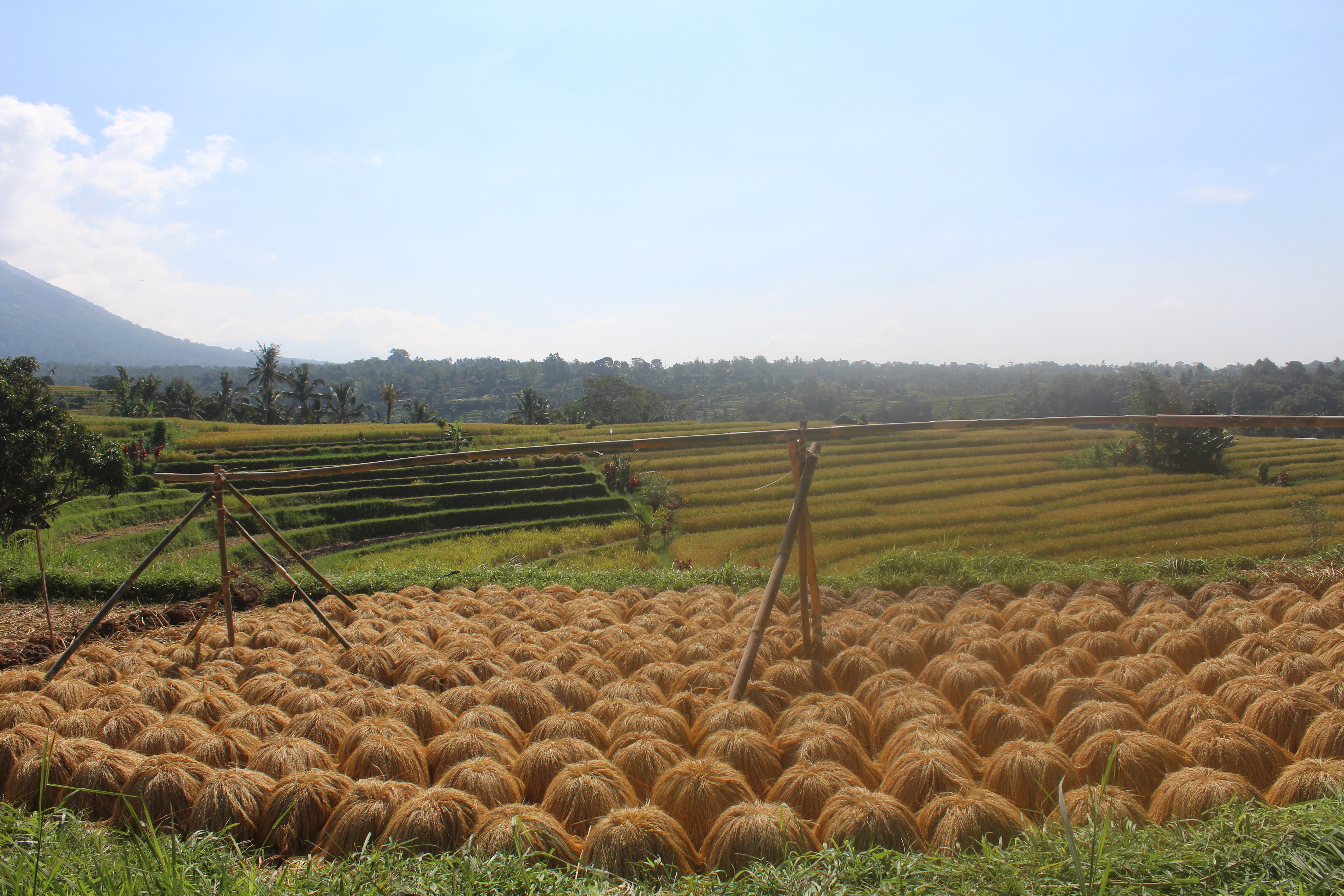The photo shows a picturesque view of the Jatiluwih Rice Terraces in Bali. In the foreground, bundles of harvested rice are neatly arranged, likely drying under the sun. The terraces stretch into the background, with vibrant green rice fields tiered across the landscape, demonstrating the Subak irrigation system