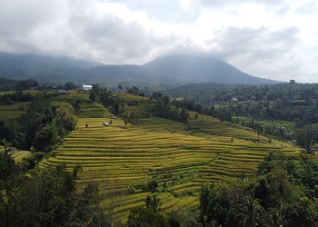 Scenic View of Jatiluwih Rice Terraces in Bali