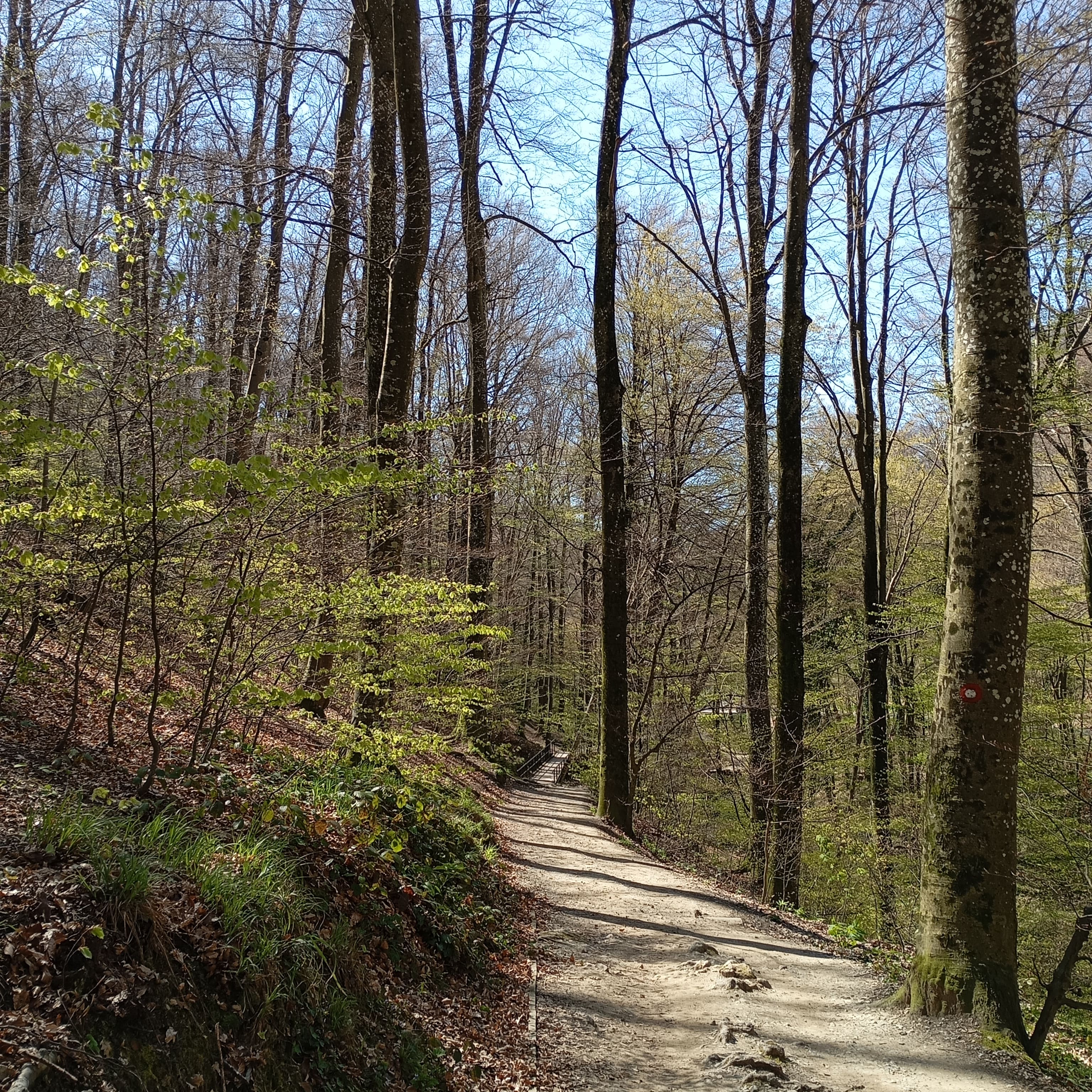Winding trail to Kraljičin Zdenac in Medvednica Nature Park, Zagreb, surrounded by tall trees and forest