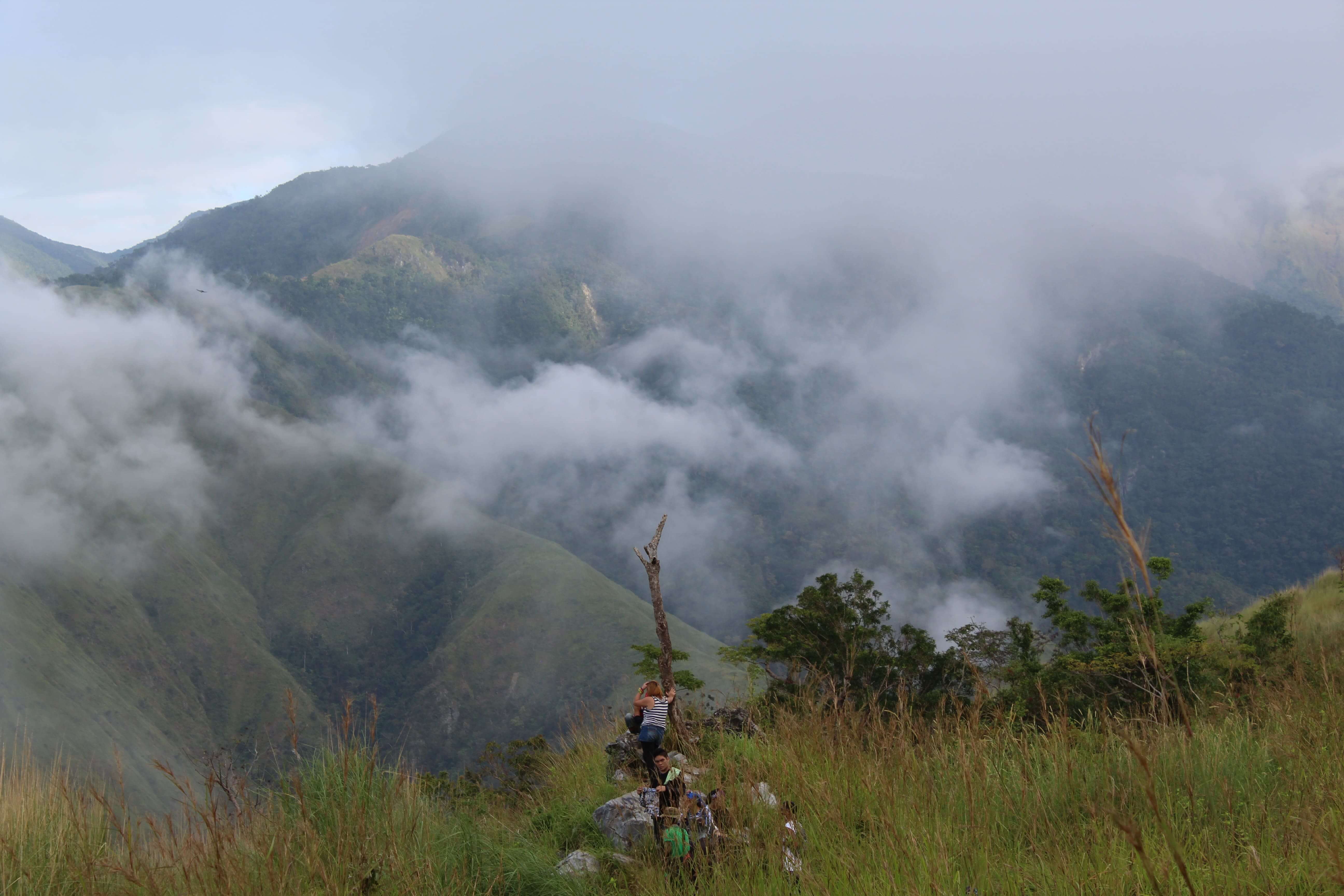Lone dead tree in tall grass at Mount Sawi with misty mountains in the background