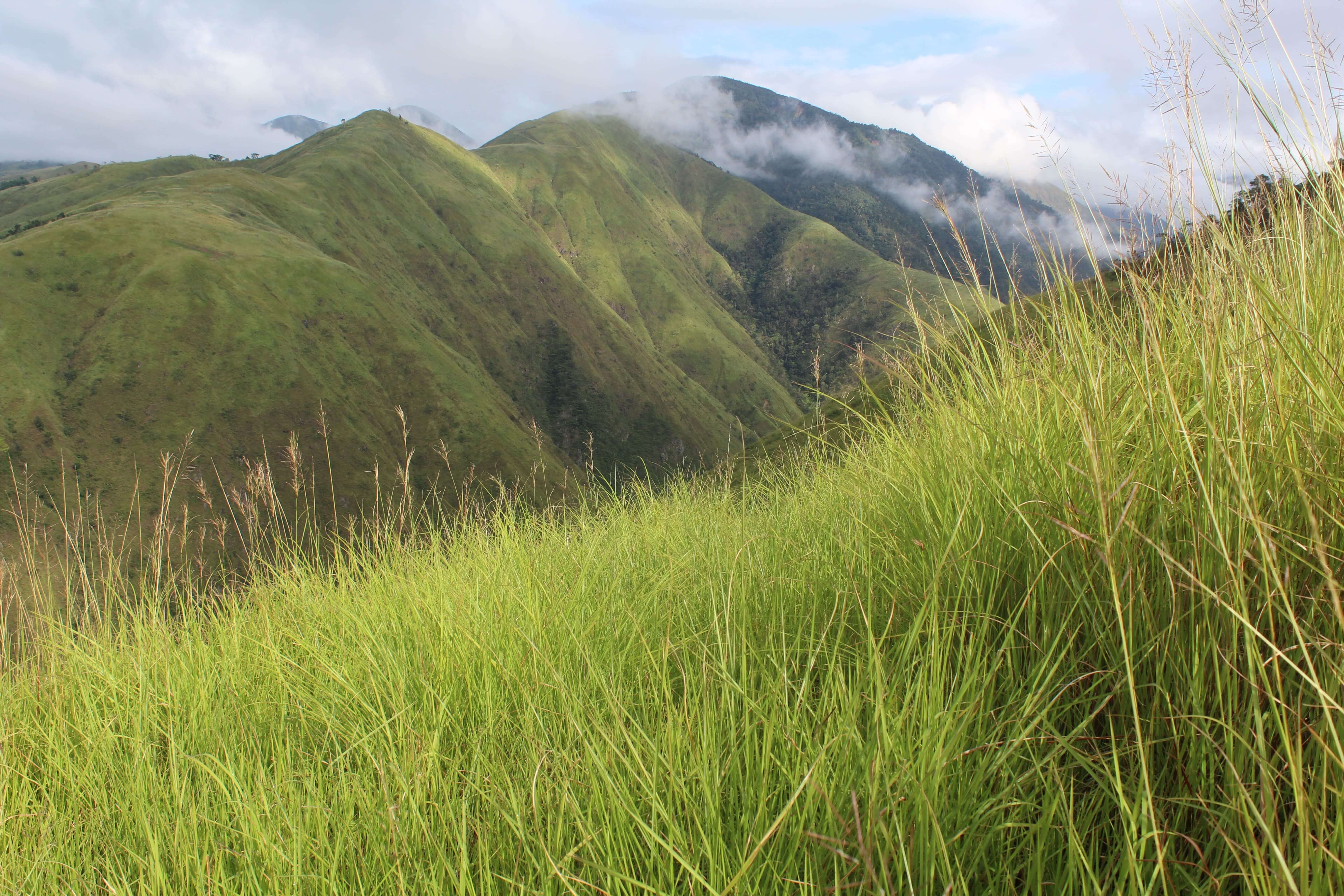 Lush green hills and misty mountains of Mount Sawi with tall grass in the foreground, ideal for hiking