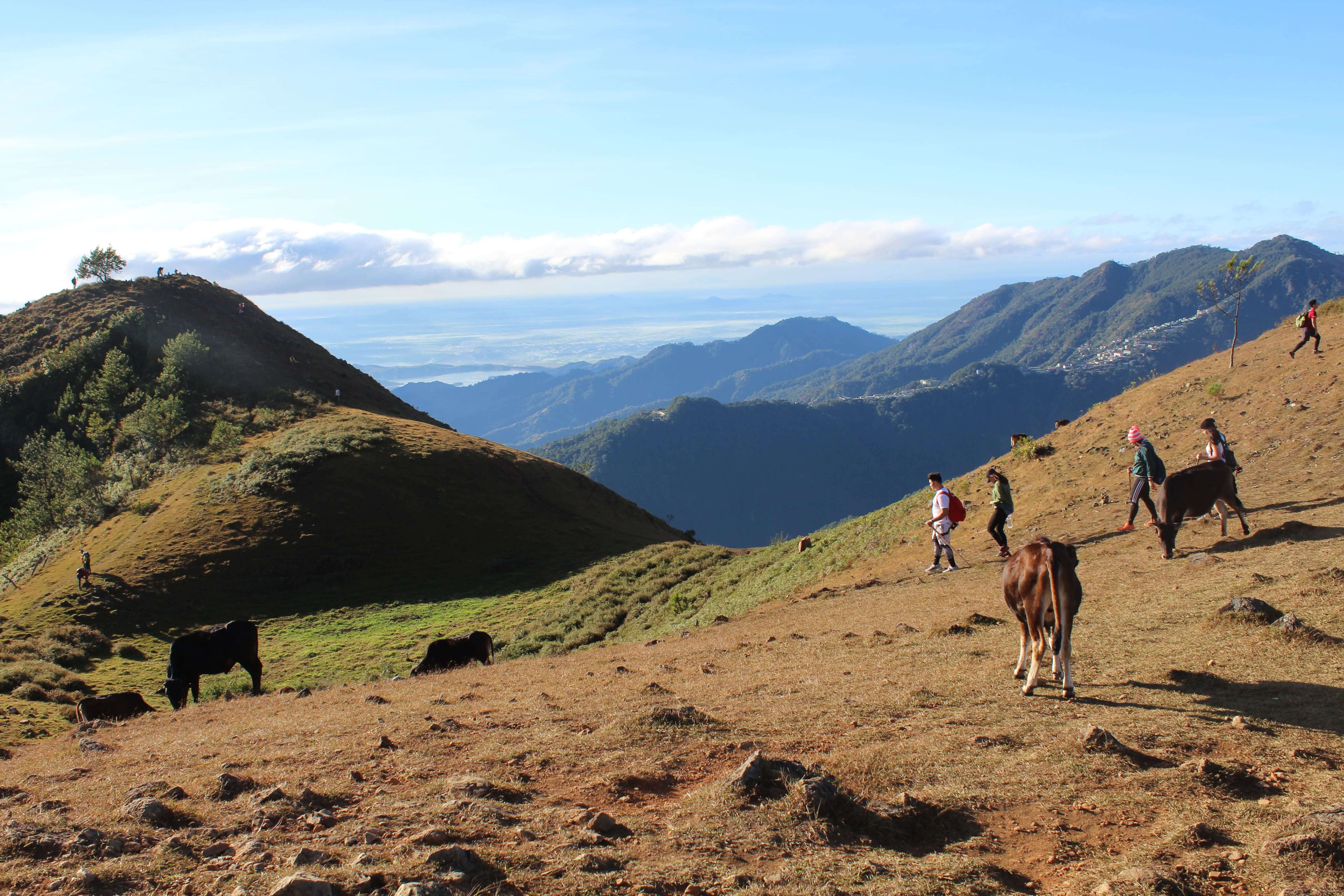 Hikers and grazing cows on the Mount Ulap trail in the Philippines, surrounded by rolling hills and panoramic views of the Cordillera mountain range under a clear sky.